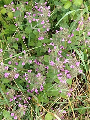 photo of Wild Basil