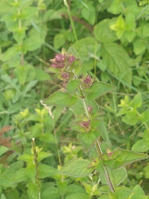 photo of Wild Marjoram