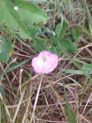 photo of Field Bindweed