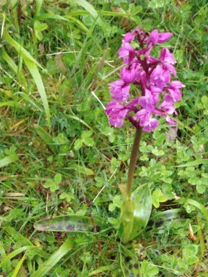 photo of Early Purple Orchid