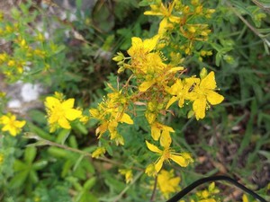 photo of Perforate St. John's Wort