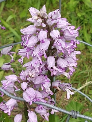 photo of Military Orchid