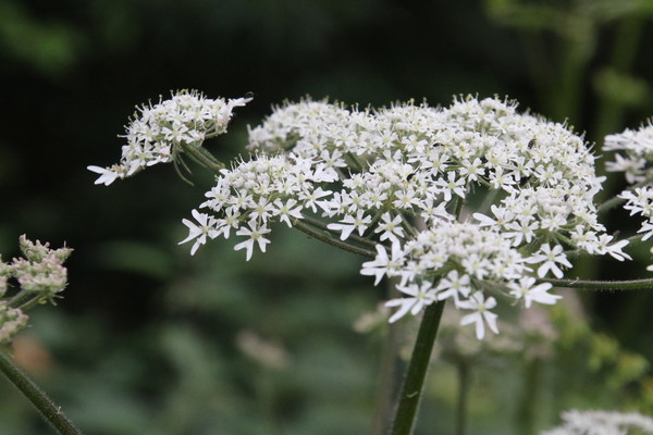 photo of Hogweed
