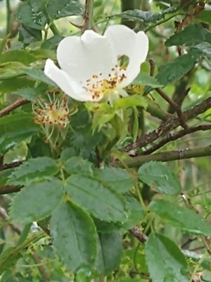 photo of Common Dog Rose