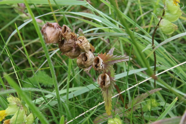 photo of Yellow Rattle