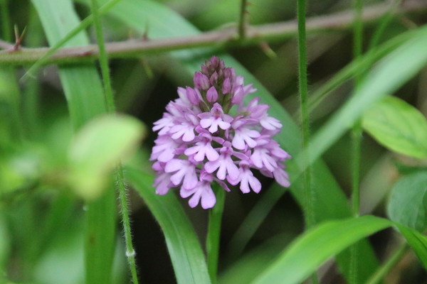photo of Pyramidal Orchid