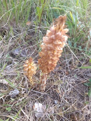 photo of Knapweed Broomrape