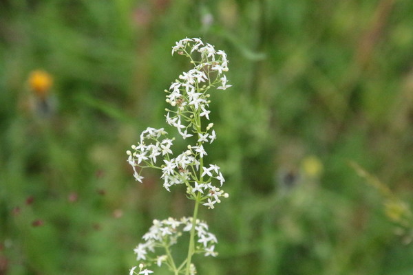 photo of Hedge Bedstraw