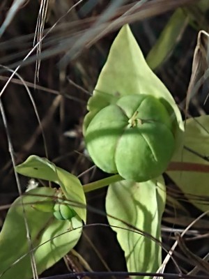 photo of Caper Spurge