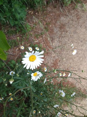 photo of Oxeye Daisy