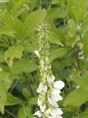 photo of Goat's Rue