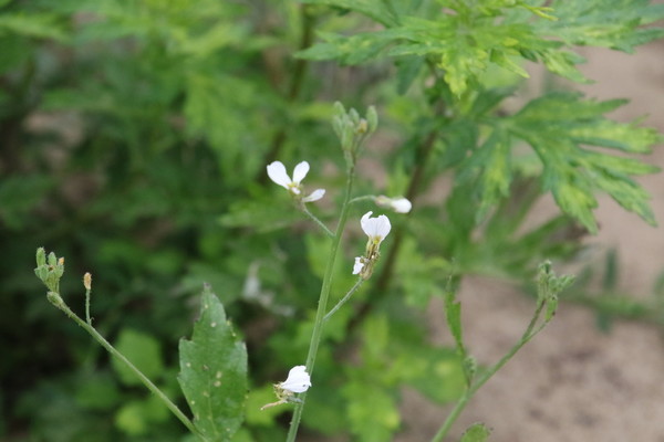 photo of Wild Radish