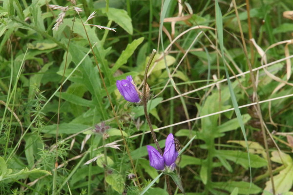 photo of Clustered Bellfower