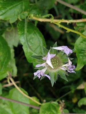 photo of Wild Bergamot