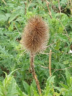 photo of Teasel