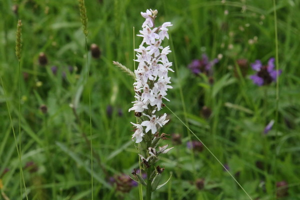 photo of Common Spotted Orchid