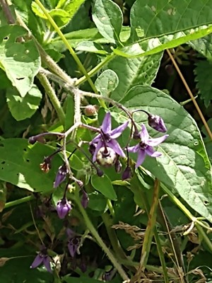 photo of Bittersweet