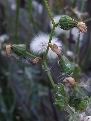 photo of Prickly Sow Thistle