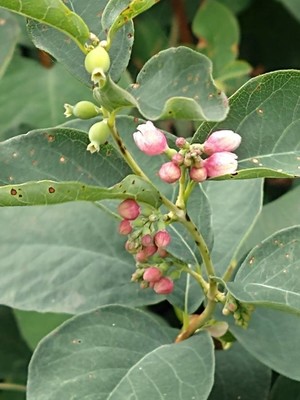 photo of Snowberry