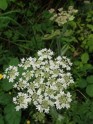 photo of Hogweed