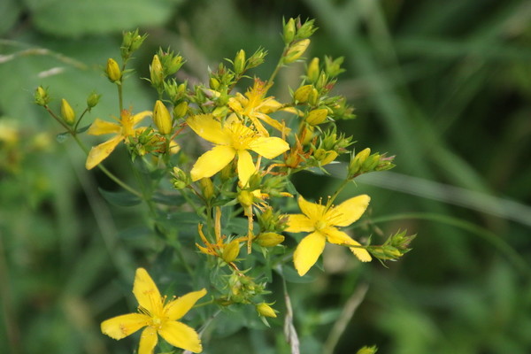 photo of Perforate St. John's Wort