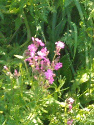 photo of Red Campion