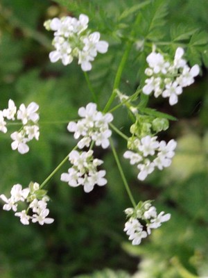 photo of Spreading Hedge Parsley