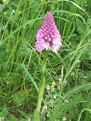 photo of Pyramidal Orchid