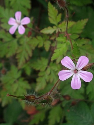 photo of Herb Robert