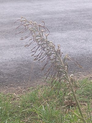 photo of Lizard Orchid