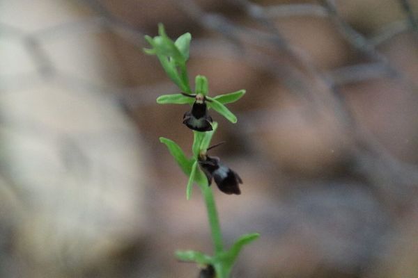 photo of Fly Orchid