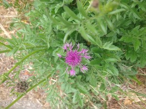 photo of Greater Knapweed