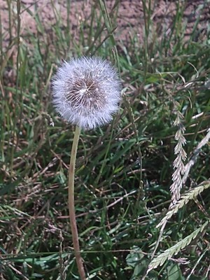 photo of Dandelion