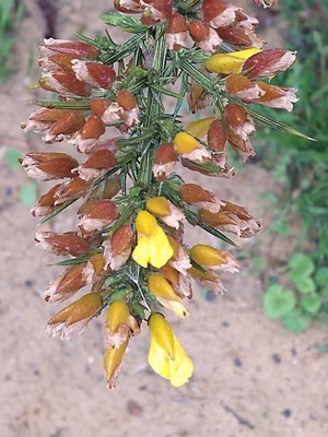 photo of Gorse