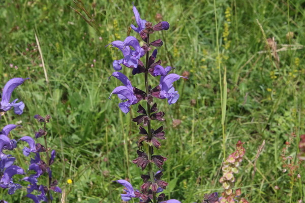 photo of Meadow Clary