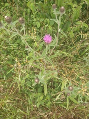 photo of Common Knapweed