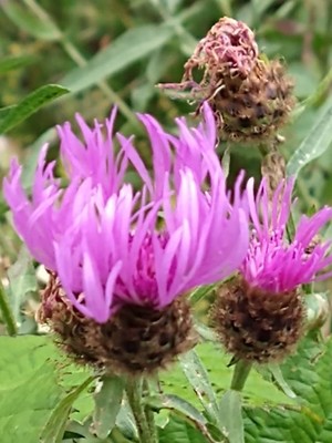 photo of Brown Knapweed