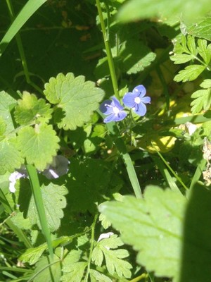 photo of Common Field Speedwell