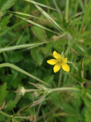 photo of Wood Avens