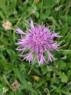 photo of Greater Knapweed