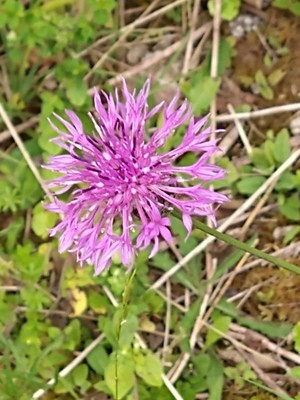 photo of Greater Knapweed