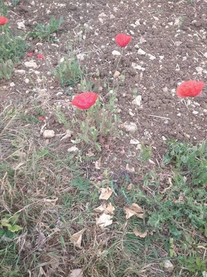 photo of Common Poppy