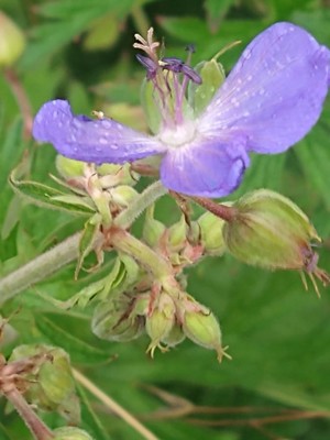 photo of Meadow Crane's Bill
