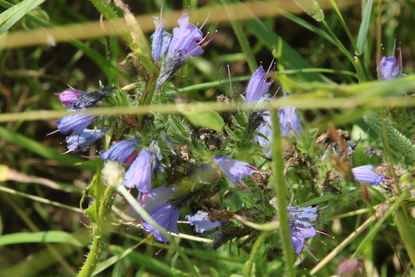 photo of Vipers Bugloss