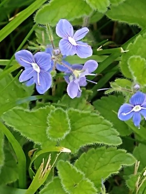 photo of Germander Speedwell