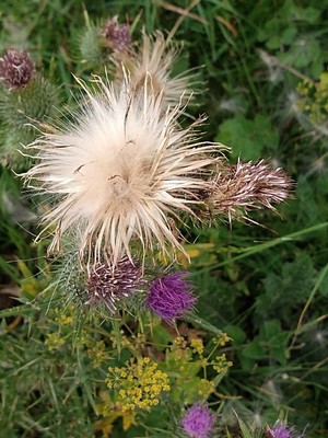 photo of Spear Thistle