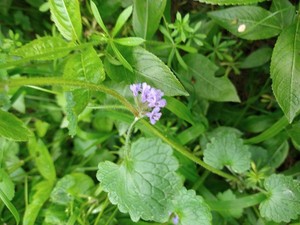 photo of Ground Ivy