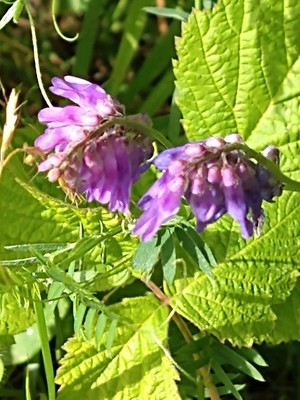 photo of Fodder Vetch