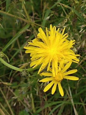 photo of Rough Hawk's Beard