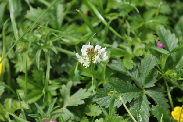 photo of White Clover